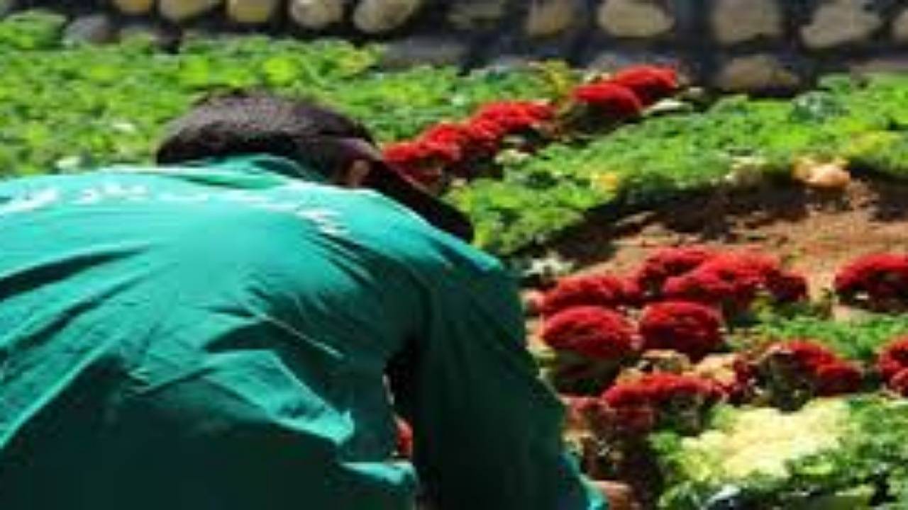 افزایش ۱۵۰ درصدی تولید گل‌وگیاه در کرمان