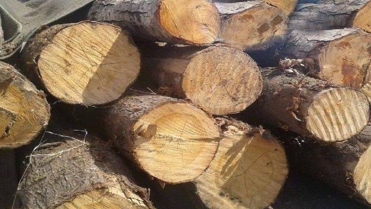 کشف حدود هزار و ۵۰۰ تن چوب قاچاق در گیلان