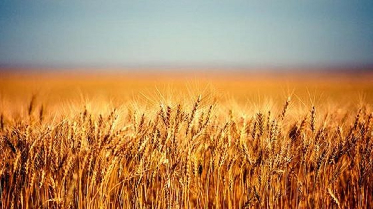 برداشت ۳۰ درصد گندم مزارع کشاورزی شهرستان دشتیاری