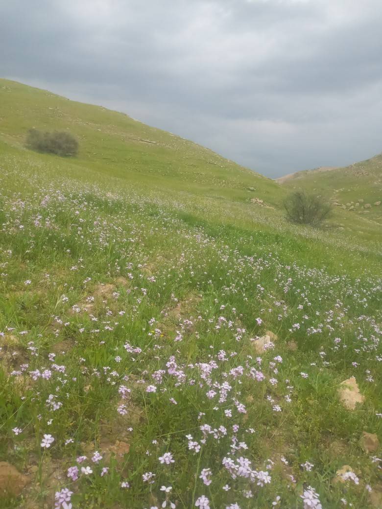 طبیعت سرسبز رامهرمز