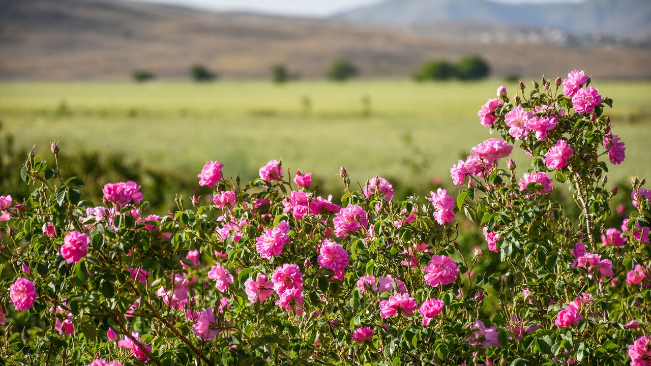شمیم غلبه بر خشکسالی در نوش آباد