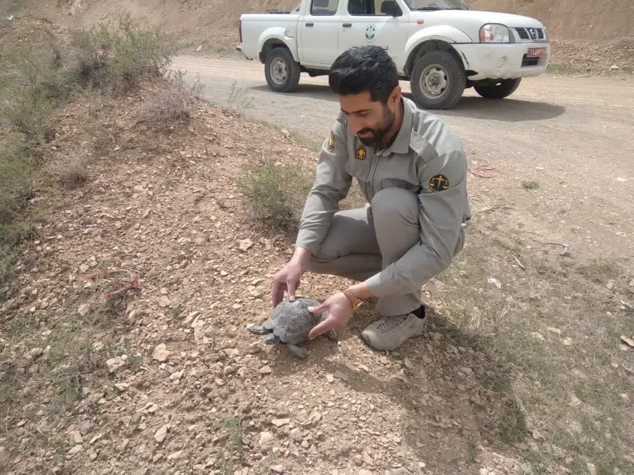 نجات یک قطعه لاک پشت کمیاب در ساوجبلاغ