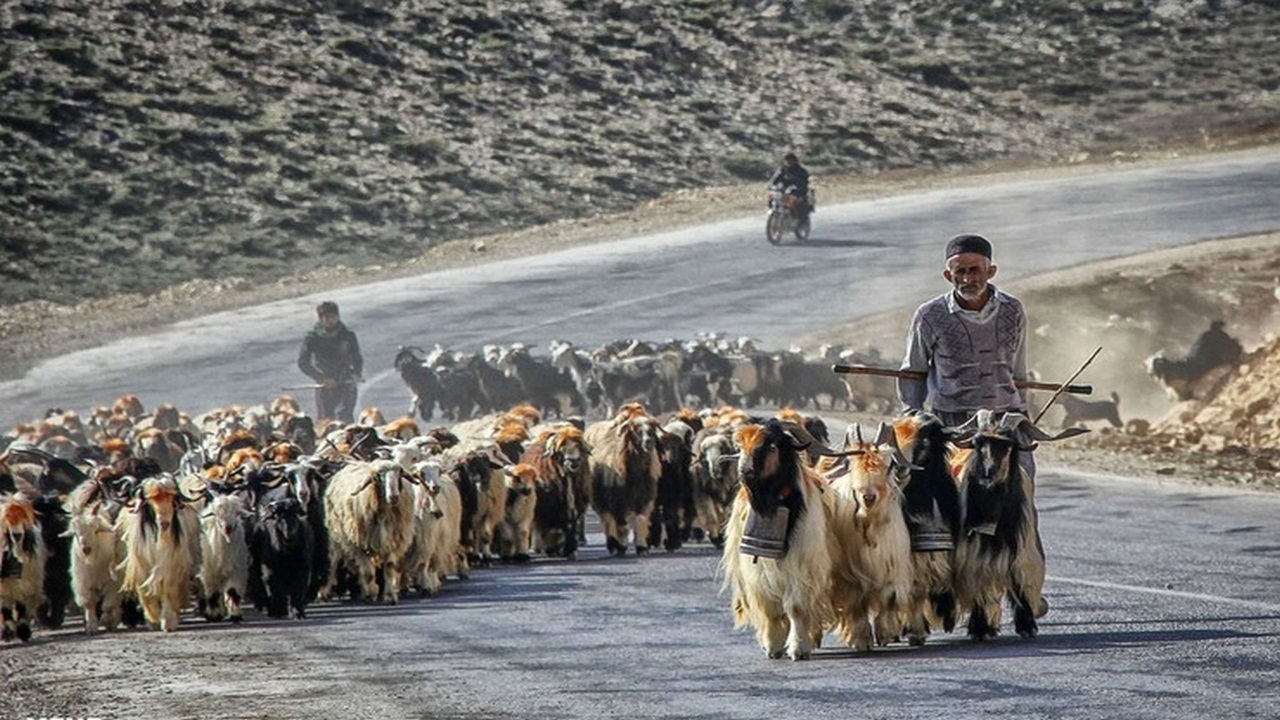 آغاز کوچ عشایر ایلام به مناطق ییلاقی