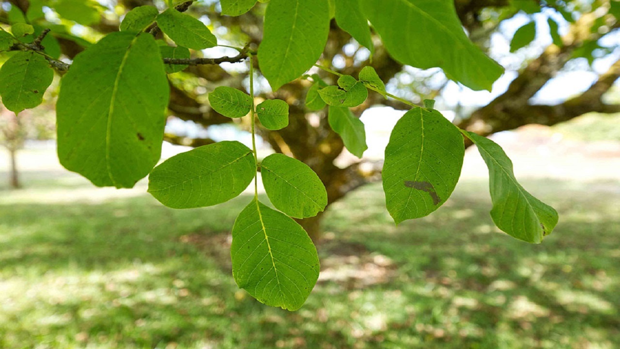 هنرنمایی با برگ درخت + فیلم