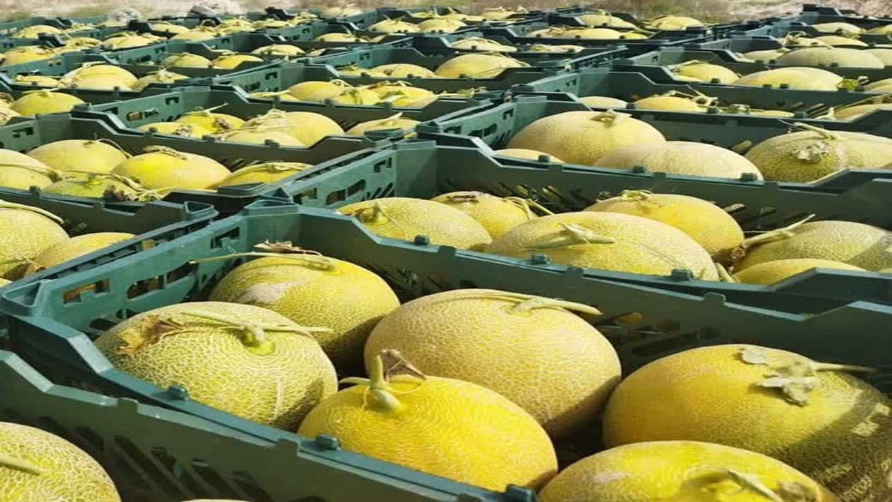 آغاز برداشت شمام از مزارع شهرستان فراشبند