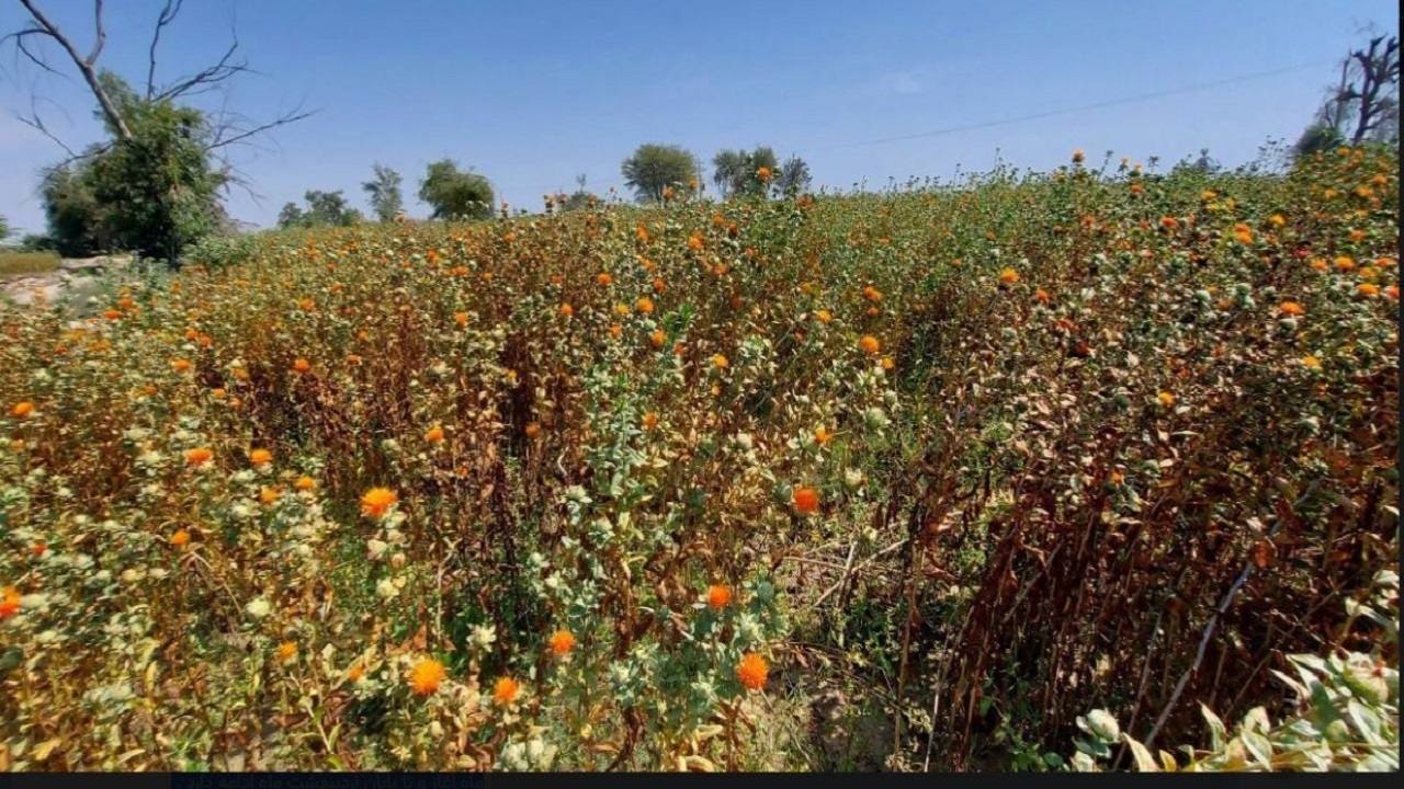 برداشت گلرنگ مزارع شهرستان بمپور