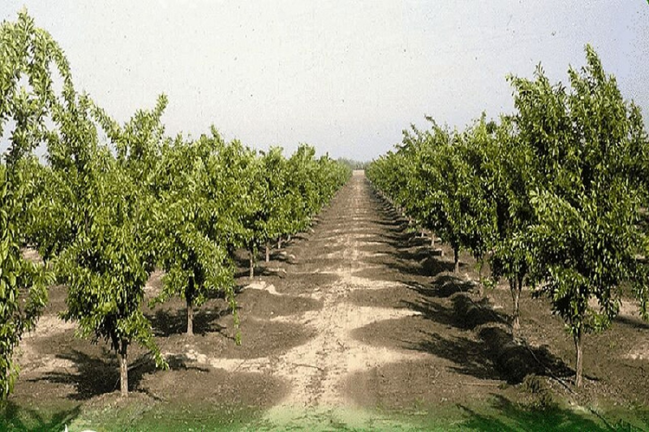 احداث ۳۵۰ هکتار باغ جدید در اراضی شیبدار لرستان
