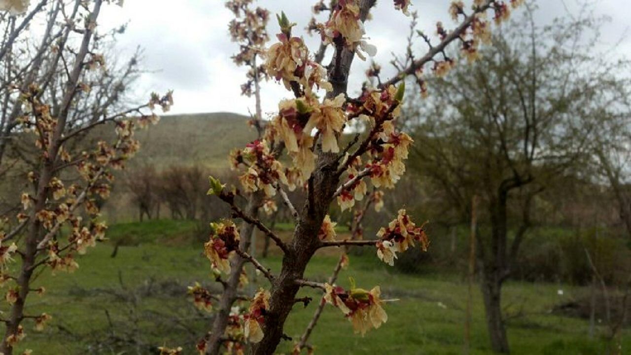 خسارت بیش از ۵۴ میلیارد تومانی باغات اسدآباد بر اثر سرمازدگی بهاره