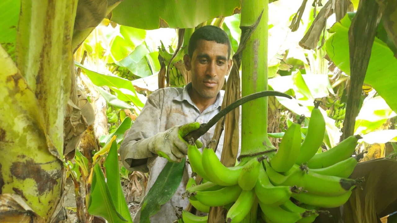 جنوب سیستان و بلوچستان فرصت استثنایی برای خودکفایی موز کشور است