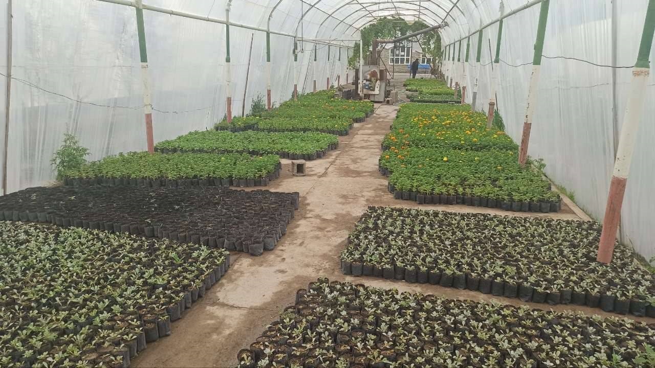 افزایش ۲۰ درصدی تولید انواع درخت، درختچه و گل‌های فصلی در سال جاری