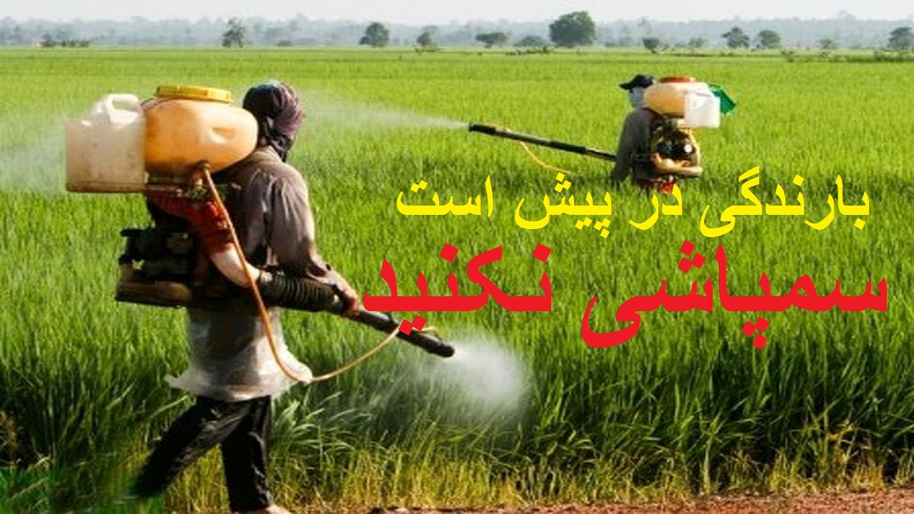 بارندگی در آذربایجان غربی در پیش است/کشاورزان از مصرف سموم کشاورزی خودداری کنند