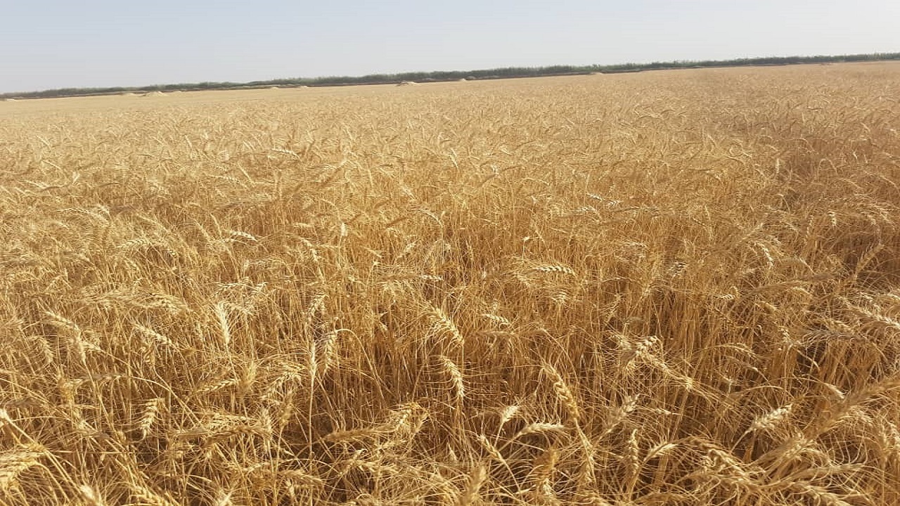 مزارع گندم بنیان خرمشهر افزایش یافت