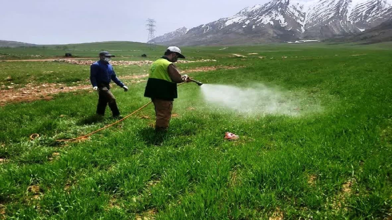اجرای مرحله داشت غلات در دیم زار‌های بخش مرکزی شهرستان لردگان