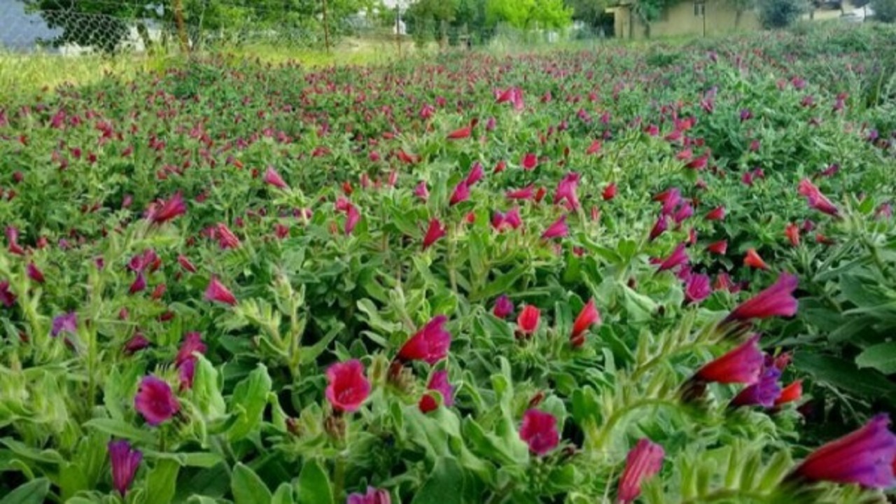 کشت گونه‌های گیاهی در سطح پنج هزار هکتار از مراتع طبیعی کرمانشاه