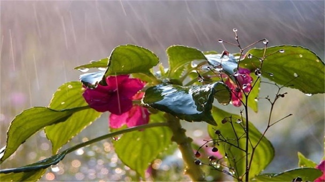 پایتخت نشینان میزبان بارش بهاری شدند + فیلم