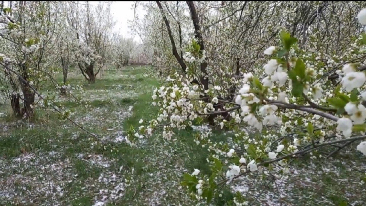 خسارت بیش از ۱۴۷ میلیارد تومانی سرما به باغ‌های شهرستان هوراند