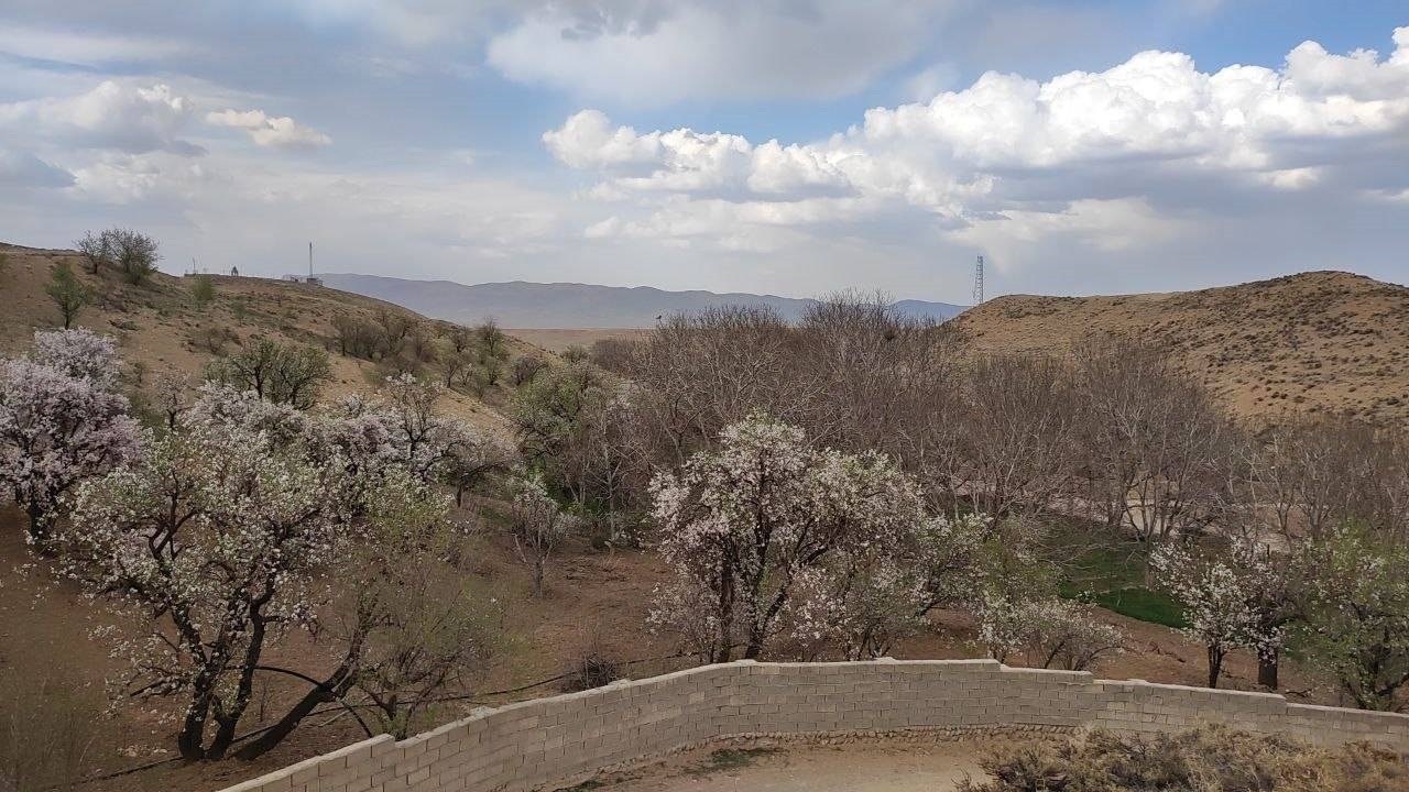 شکوفایی درختان بادام در روستای گردشگری توآباد قزوین + فیلم و تصاویر