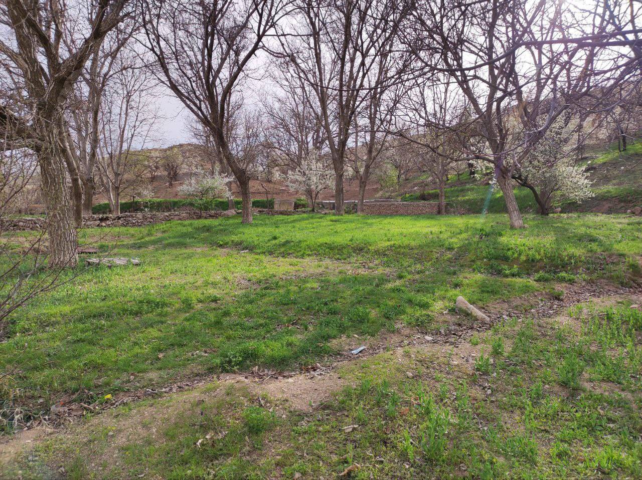 طبیعت سرسبز