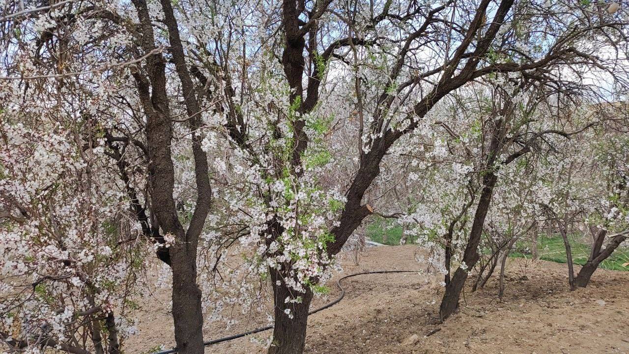 شکوفایی درختان