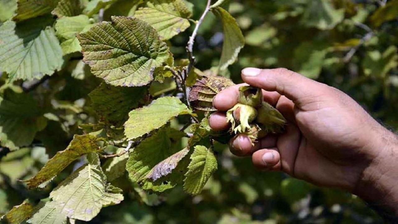 احداث باغ ارقام جدید فندق در گلستان