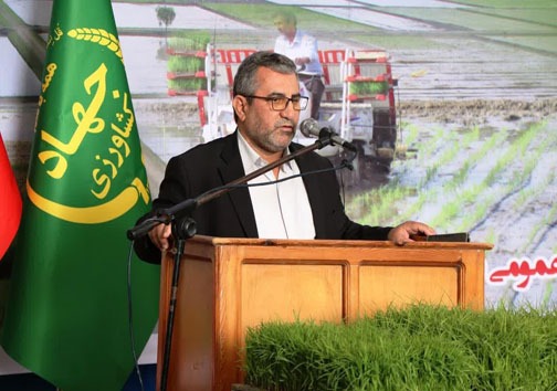 برنج&zwnj;ها در حال نشا؛ کشاورزان همچنان تنها