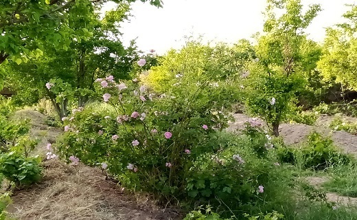 جلوه&zwnj;هایی از زیبایی&zwnj;های روستای تقاب + تصاویر