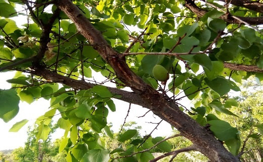 جلوه&zwnj;هایی از زیبایی&zwnj;های روستای تقاب + تصاویر