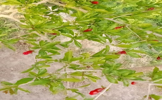 جلوه&zwnj;هایی از زیبایی&zwnj;های روستای تقاب + تصاویر