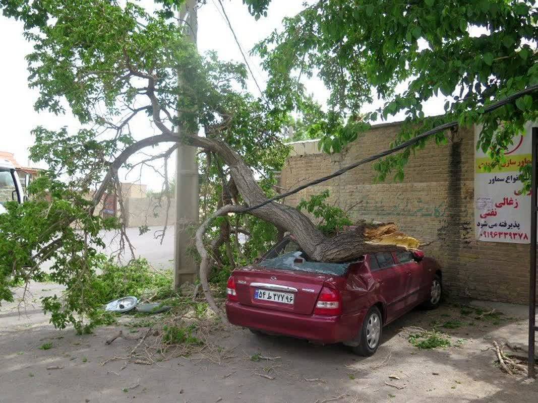 سقوط درخت بر روی خودرو سقوط درخت بر روی خودرو