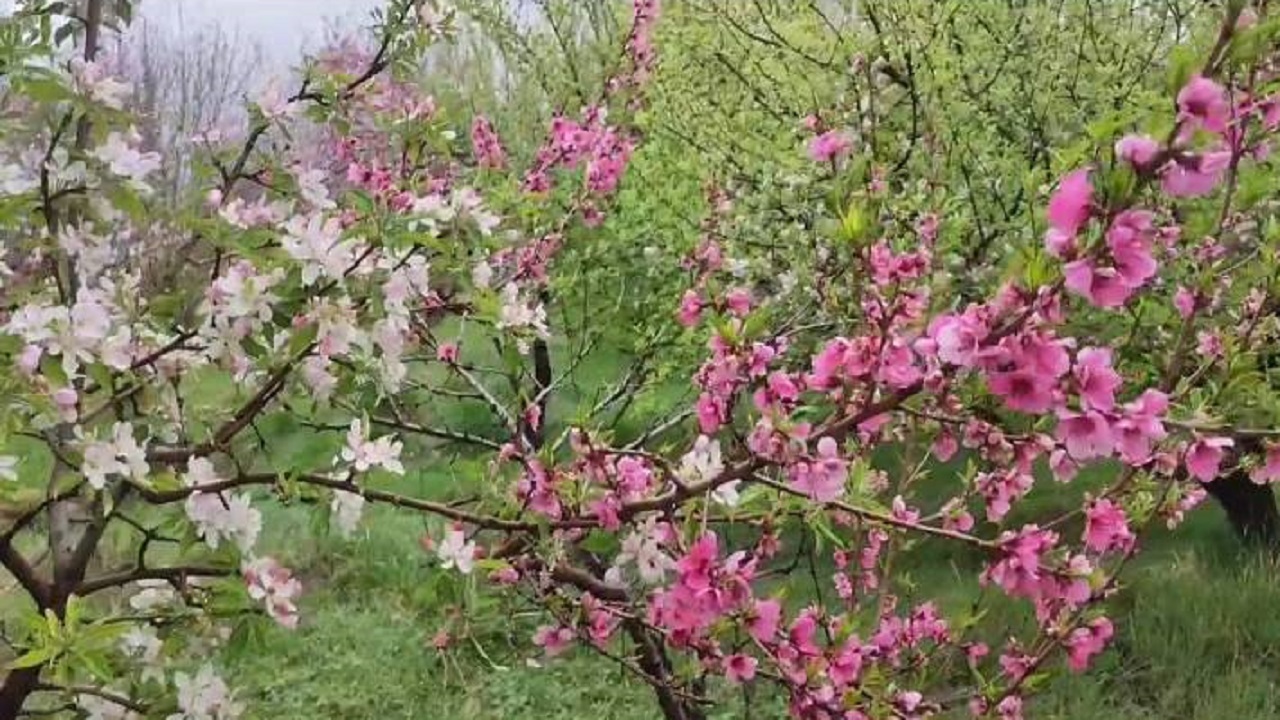 جلوه گری بهار در روستای تکه با شکوفه زدن درختان + فیلم