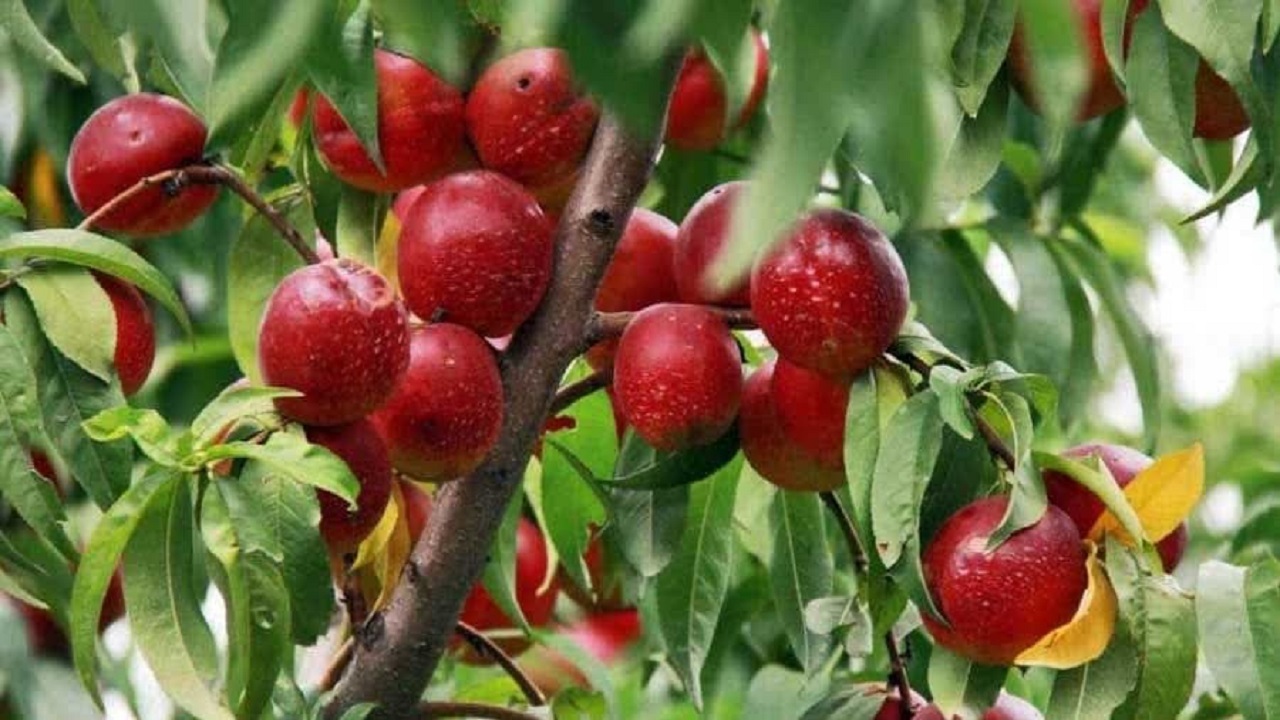 برداشت نخستین شلیل گلخانه‌ای کشور در خراسان شمالی