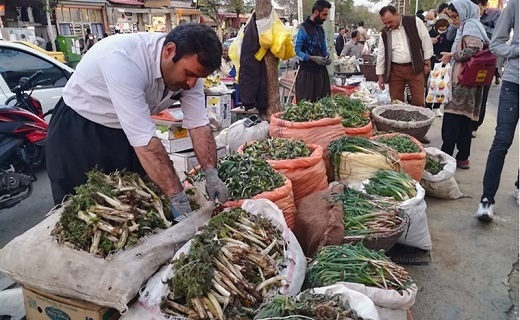 گیاهان خوراکی هدیه بهار به مردم کردستان