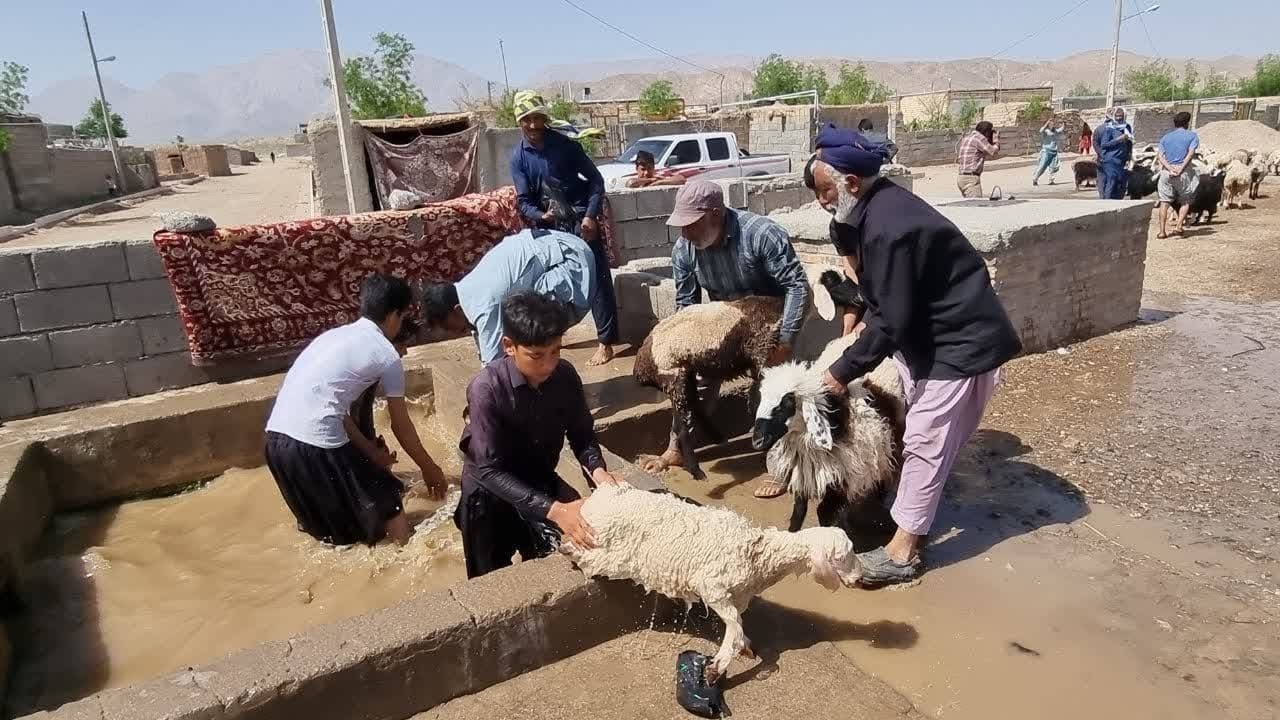 بهار و روزهای پرکار عشایر + تصاویر