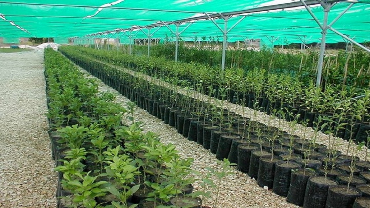 ۳ میلیون نهال در خراسان جنوبی تولید می شود