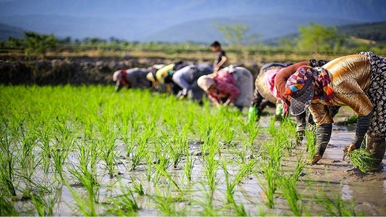شالیکاران شمالی با جیب های خالی به استقبال کشت برنج رفتند + فیلم