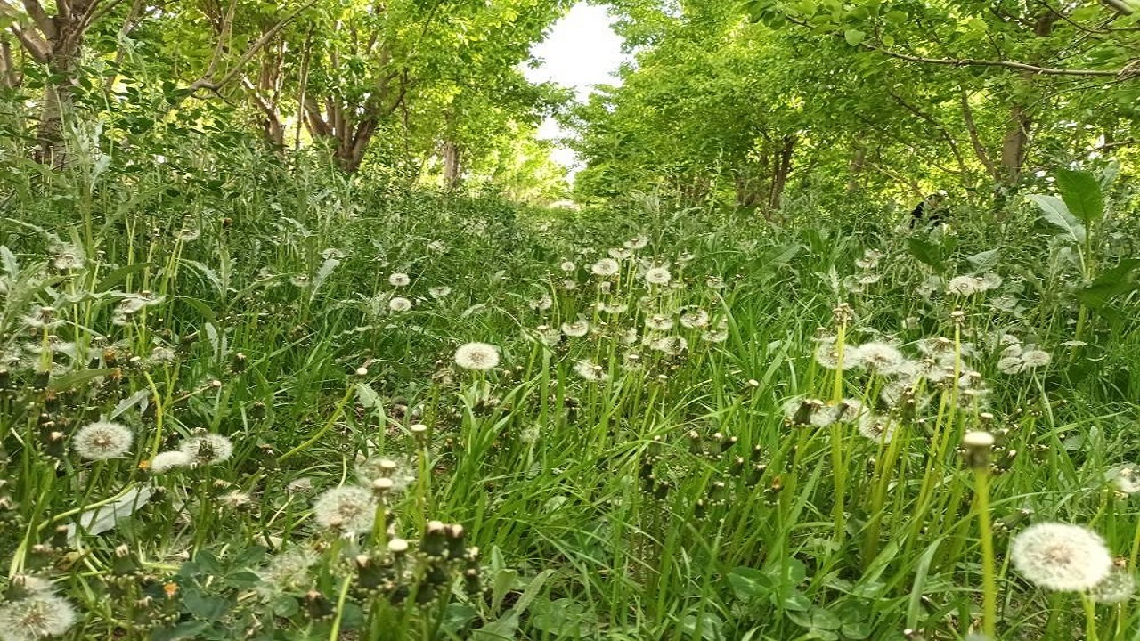 رنگین شدن روستای کارده با رویش گل‌های بهاری + تصاویر
