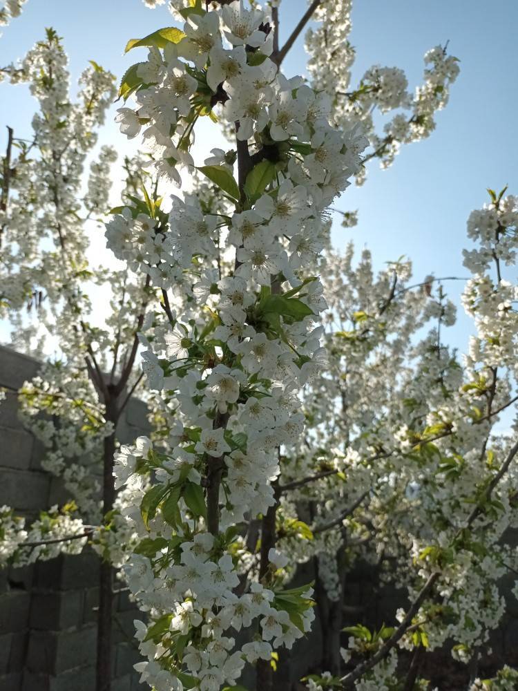 فصل بهار در روستای کارده