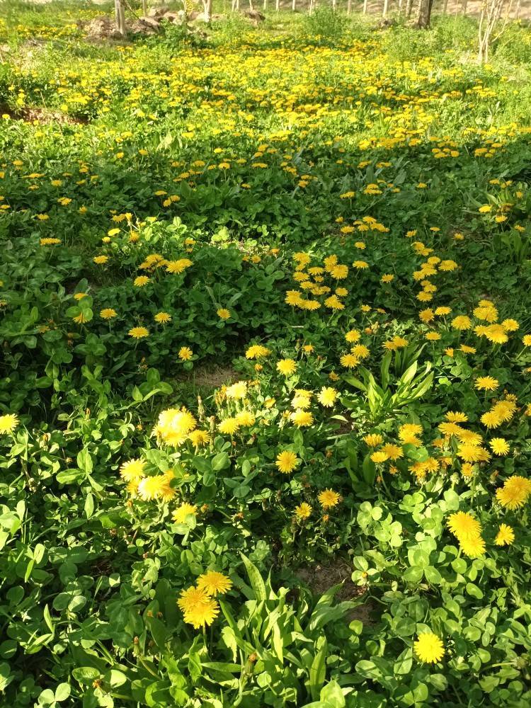 دشت گل در بهار