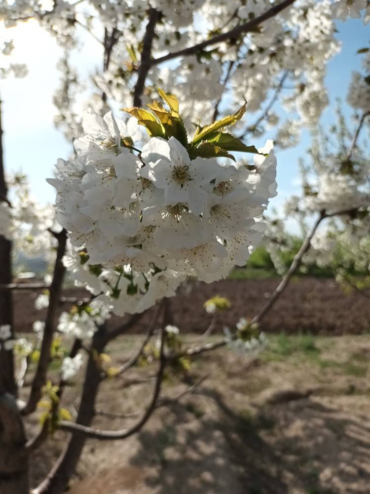 مناظر بهاری در روستای کارده