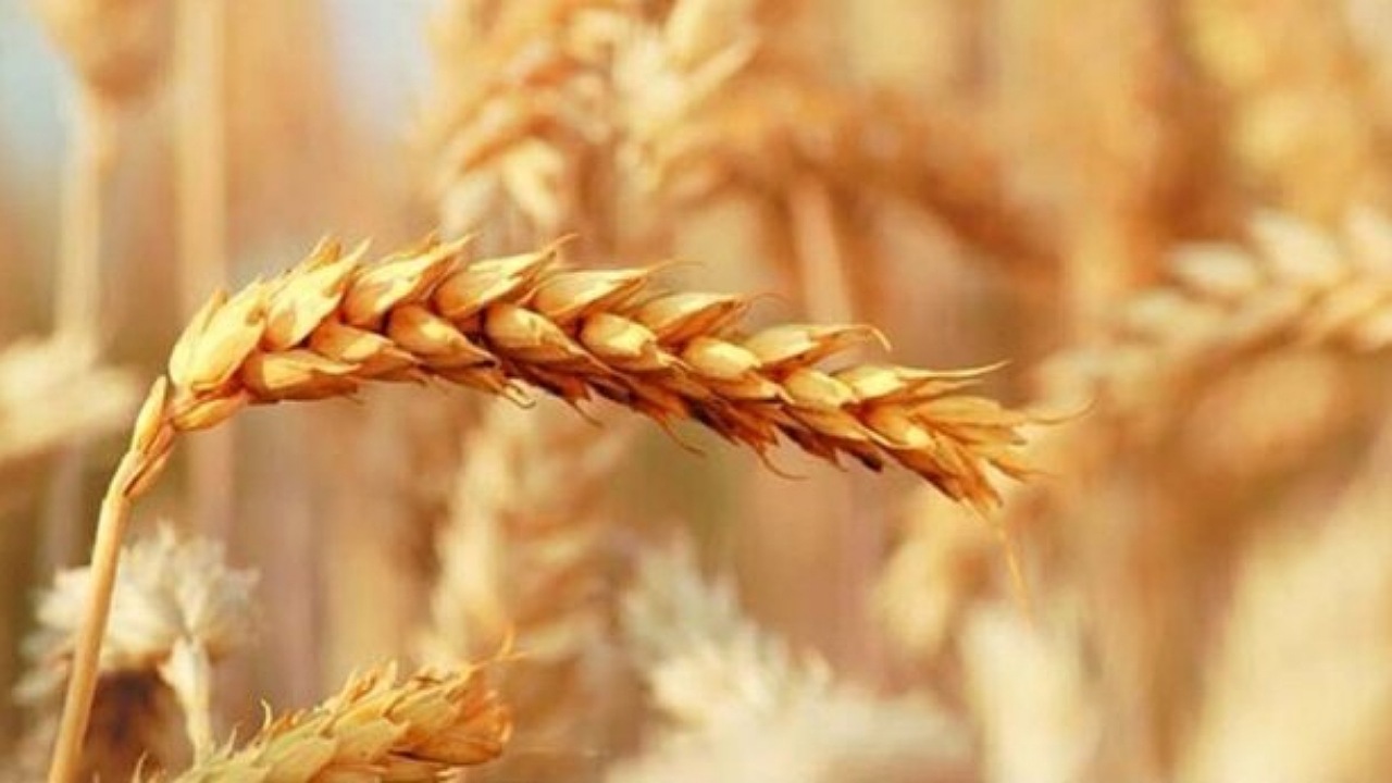 پیش بینی افزایش برداشت و خرید گندم در اصفهان