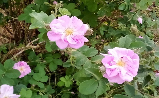 جلوه&zwnj;هایی از زیبایی&zwnj;های روستای تقاب + تصاویر