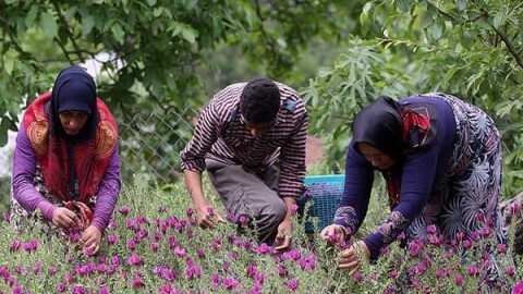 گیاهان بهاره نگین مراتع و دشت های الوند