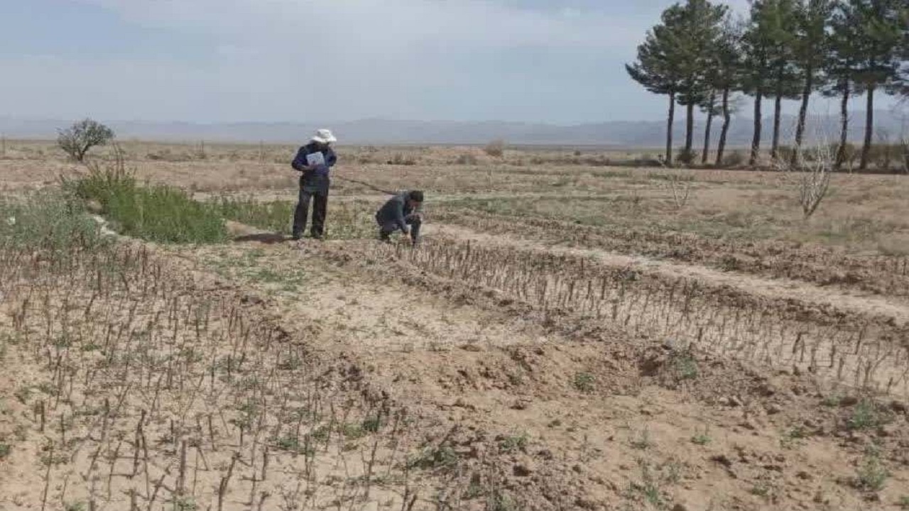 تبدیل خراسان جنوبی به کارگاه تولید نهال در حوزه منابع طبیعی