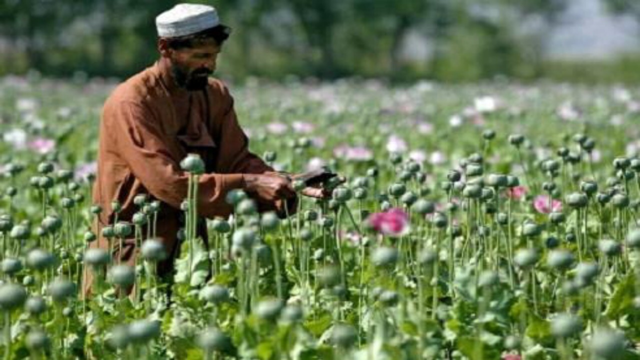 تقویت بخش مبارزه با مواد مخدر افغانستان بسیار حیاتی است + فیلم