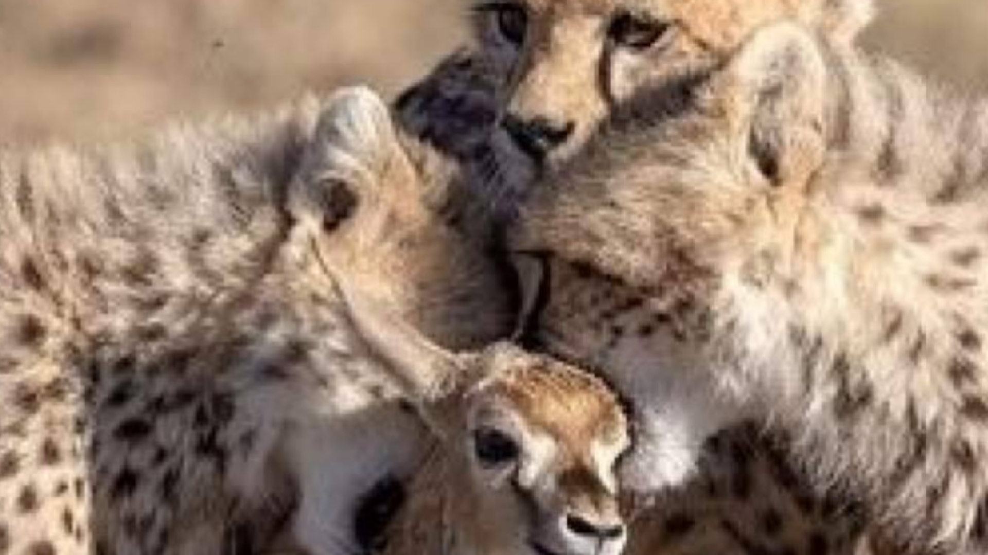 بابون بچه غزال را از چنگ یوزپلنگ‌ها در آورد! + فیلم