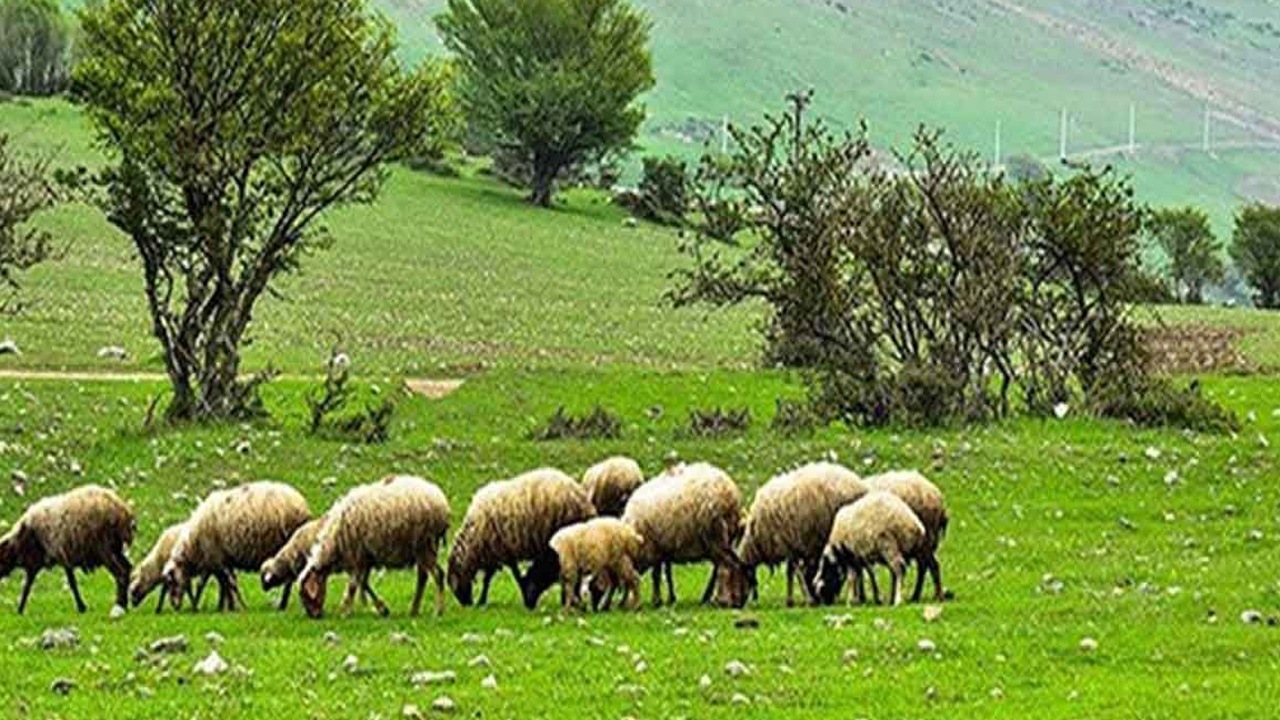 اعلام آخرین مهلت تعیین جایگزین مرتعدار متوفی