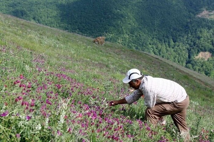 دمنوشهای خراسانشمالی دمنوشهای خراسانشمالی