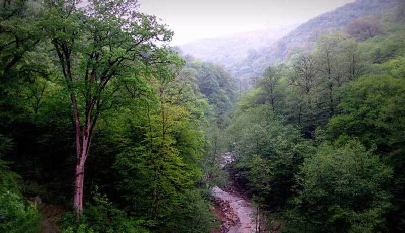نرخ زنده مانی جنگل در ایران بیش از ۶۵ درصد است