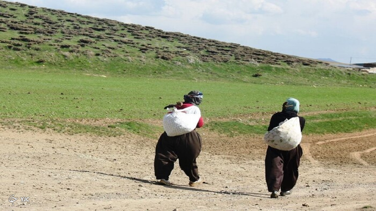 برداشت خارج از عرف گیاهان خوراکی ممنوع است