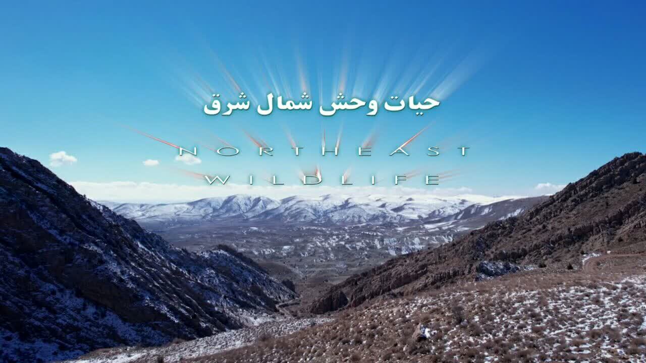 تولید مستند حیات وحش شمال شرق کشور در مراحل پایانی است